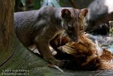 DGD01104623 fossa / Cryptoprocta ferox