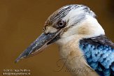 DGD01104769 blauwvleugelkookaburra / Dacelo leachii