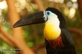 DGD01130023 groefsnaveltoekan / Ramphastos vitellinus