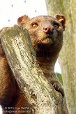 DGD01130179 fossa / Cryptoprocta ferox