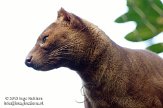 DGD01130190 fossa / Cryptoprocta ferox