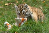 DZD01165768 Siberische tijger / Panthera tigris altaica
