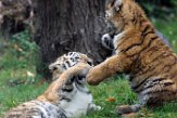 DZD01165786 Siberische tijger / Panthera tigris altaica