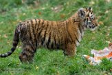DZD01165821 Siberische tijger / Panthera tigris altaica
