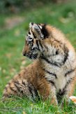 DZD01165829 Siberische tijger / Panthera tigris altaica
