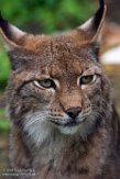 DZD01182364 Euraziatische lynx / Lynx lynx