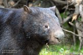 DZD01182406 wombat / Vombatus ursinus