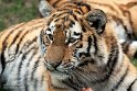 DGD01220622 Siberische tijger / Panthera tigris altaica