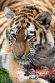 DGD01220635 Siberische tijger / Panthera tigris altaica