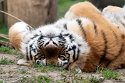 DGD01220655 Siberische tijger / Panthera tigris altaica