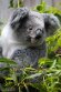 DGD01260212 Queensland koala / Phascolarctos cinereus adustus