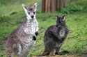 DGD01260246 wallaroe / Macropus robustus
