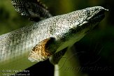 DAD01100093 prachtvinkwastsnoek / Polypterus ornatipinnis