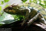 DAD01100151 panterkameleon / Furcifer pardalis