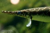 DAD01100181 gevlekte kaaimansnoek / Lepisosteus oculatus