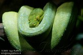 DAD01100215 groene boompython / Morelia viridis