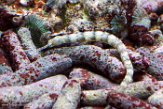 DAD01186869 Corythoichthys intestinalis (scribbled pipefish)