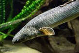 DAD01186888 Prachtvinkwastsnoek / Polypterus ornatipinnis