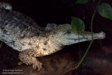 DAD01186921 Australische zoetwaterkrokodil / Crocodylus johnsoni