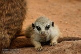 DZE01096297 stokstaartje / Suricata suricatta