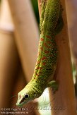 DZE01096401 Madagaskarreuzendaggekko / Phelsuma grandis