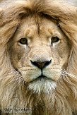 DZE01096473 Afrikaanse leeuw / Panthera leo