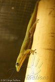 DZE01123392 goudstofdaggekko / Phelsuma laticauda