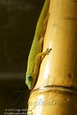 DZE01123445 goudstofdaggekko / Phelsuma laticauda