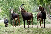 DZF01084935 zwarte paardantilope / Hippotragus niger