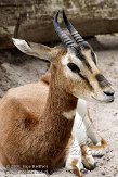 DZF01084965 Mhorrgazelle / Nanger dama mhorr