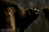 DZF01105931 grijspootdoeroecoeli / Aotus lemurinus griseimembra