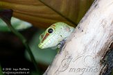 DZF01105950 Madagaskarreuzendaggekko / Phelsuma grandis