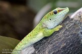 DZF01105964 Madagaskarreuzendaggekko / Phelsuma grandis