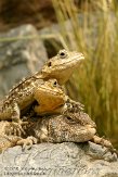 DZF01105969 zwarte hardoen / Laudakia stellio picea bonte doornstaartagame / Uromastyx ornata