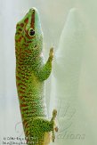 DZF01105994 Madagaskarreuzendaggekko / Phelsuma grandis