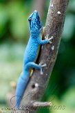 DZF01106001 azuurblauwe daggekko / Lygodactylus williamsi
