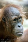 DZF01106008 Sumatraanse orang-oetan / Pongo abelii