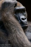 DZF01106017 westelijke laaglandgorilla / Gorilla gorilla gorilla