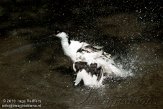 DZF01106030 kluut / Recurvirostra avosetta
