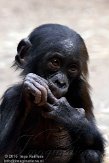 DZF01106070 bonobo / Pan paniscus