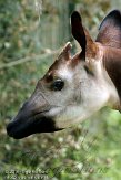 DZF01106079 okapi / Okapia johnstoni