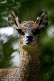 DZF01106085 klipspringer / Oreotragus oreotragus