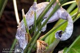 DZF01106110 Henkels bladstaartgekko/ Uroplatus henkeli