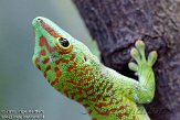 DZF01106119 Madagaskarreuzendaggekko / Phelsuma grandis