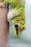 DZF0111A-886 Madagaskarreuzendaggekko / Phelsuma grandis