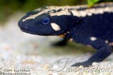 DZF0111A-919 Laos salamander / Laotriton laoensis