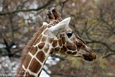 DZF0111A-945 netgiraf / Giraffa camelopardalis reticulata