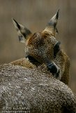 DZF0111A-954 klipspringer / Oreotragus oreotragus