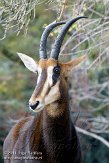 DZF0111B-131 zwarte paardantilope / Hippotragus niger