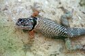 DZF01256283 MacDougall's spiny lizard / Sceloporus macdougalli